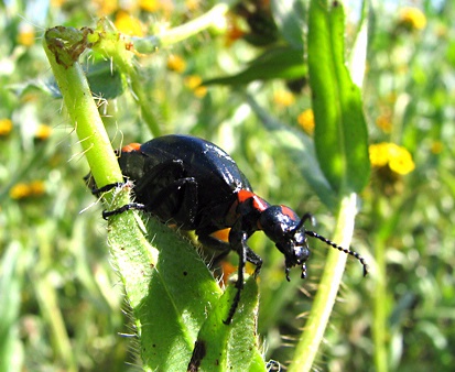 HUNGRY--This is a beetle, Lytta sublaevis (Meloidae) chowing down on fresh herbs. (Photo by Michael Caterino)