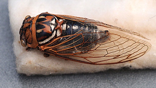 TEXAS CICADA--This Texas cicada measures two-and-a-half inches long and is about an inch wide. This may be a Diceroprocta bibbyi. (Photo by Kathy Keatley Garvey)