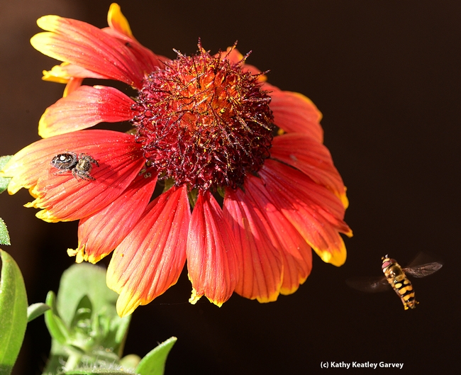 Syrphid fly (right) circles a blanket flower, unaware of the jumping spider.  (Photo by Kathy Keatley Garvey)