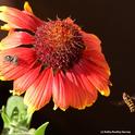 Syrphid fly (right) circles a blanket flower, unaware of the jumping spider.  (Photo by Kathy Keatley Garvey)