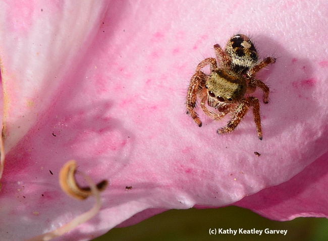 A jumping spider on a pink rose soaks in some sun. (Photo by Kathy Keatley Garvey)