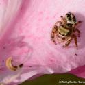 A jumping spider on a pink rose soaks in some sun. (Photo by Kathy Keatley Garvey)
