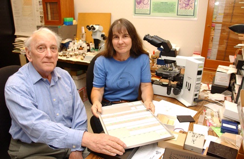 STUDYING INSECTS--University of California, Davis entomologist Penny Gullan, a native of Australia,  and noted British entomologist Douglas Williams  collaborate on insect scale taxonomy. (Photo by Kathy Keatley Garvey)