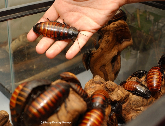 Madagascar hissing cockroaches are a big attraction at the Bohart Museum of Entomology. (Photo by Kathy Keatley Garvey)