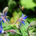Honey bee heading for borage. (Photo by Kathy Keatley Garvey)