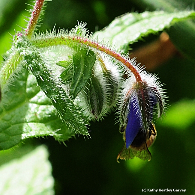 Where's the bee? A borage blossom nearly hides the bee. (Photo by Kathy Keatley Garvey)