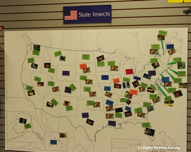 U.S. map at the Bohart Museum shows the states with state insects. (Photo by Kathy Keatley Garvey)