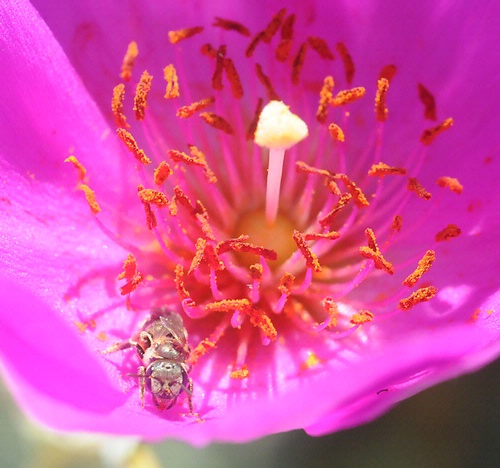 This little critter, probably a native bee, seems to be glaring at the photographer. The flower is a rock purslane (Calandrinia grandiflora). (Photo by Kathy Keatley Garvey)