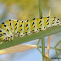 Anise swallowtail caterpillar on anise, also known as fennel.. (Photo by Kathy Keatley Garvey)