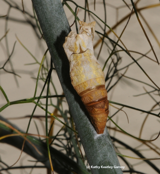 Empty chrysalis: an Anise Swallowtail (Papilio zelicaon) emerged from this chrysalis. (Photo by Kathy Keatley Garvey)
