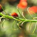 Seven-spotted lady beetle on a California fuchsia. (Photo by Kathy Keatley Garvey)
