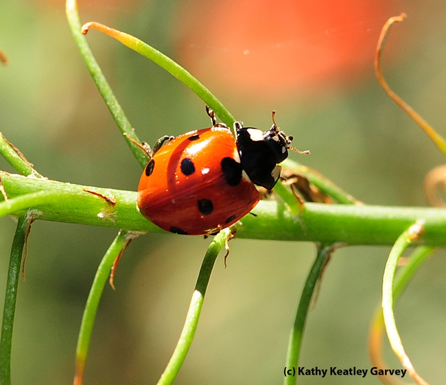 Lady beetle pauses on mid-stem. (Photo by Kathy Keatley Garvey)