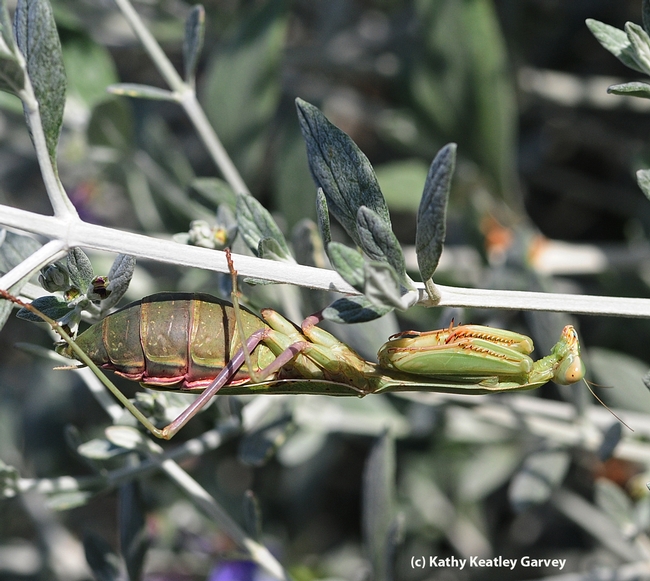 Pregnant praying mantis camouflaged on a germander twig. (Photo by Kathy Keatley Garvey)