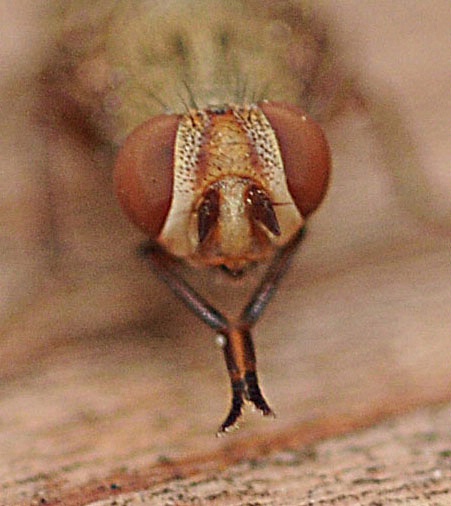 Up close--This macro shot shows the head of a picture-winged fly. (Photo by Kathy Keatley Garvey)