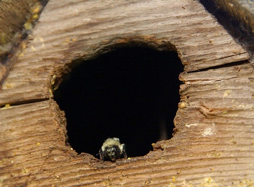 BUMBLE BEES occasionally build their nests in birdhouses. Here a Bombus melanopygus in a birdhouse last year on the Harry H. Laidlaw Jr. Honey Bee Research Facility grounds heads out. (Photo by Kathy Keatley Garvey)