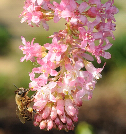 Honey bee nectaring Claremont pink currant (Ribes sanguineum var. glutinosum 'Claremont') (Photo by Kathy Keatley Garvey)