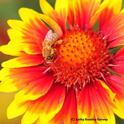 Honey bee on a blanket flower, Galliardia. (Photo by Kathy Keatley Garvey)