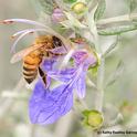 Honey bee working the germander. (Photo by Kathy Keatley Garvey)