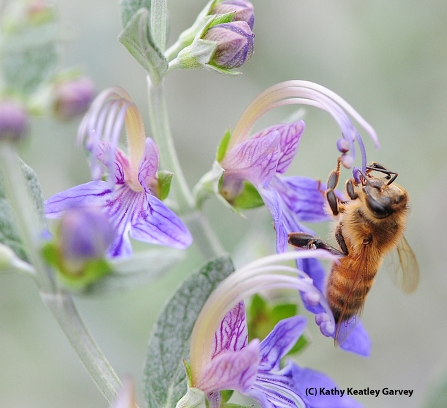 Honey bee extending her tongue (proboscis). (Photo by Kathy Keatley Garvey)
