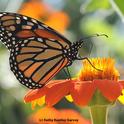 Monarch butterfly will take the spotlight on Feb. 13. (Photo by Kathy Keatley Garvey)