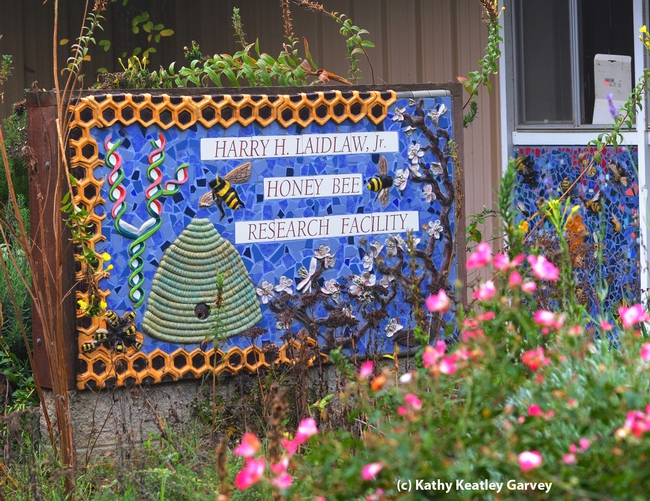 Sign at the entrance to the Harry H. Laidlaw Jr. Honey Bee Research Facility at UC Davis depicts honey bees, a skep, DNA and almond blossoms. It is the work of Donna Billick of Davis (Photo by Kathy Keatley Garvey)