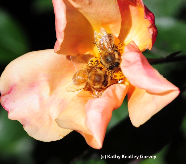 TWO: Two bees visit a rose. (Photo by Kathy Keatley Garvey)