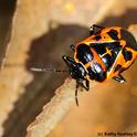 Harlequin bug wandering around on passion flower vine. (Photo by Kathy Keatley Garvey)