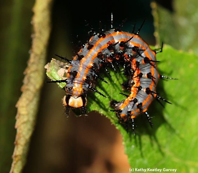 Another gulf fritillary caterpillar--soon to become a chrysalis. (Photo by Kathy Keatley Garvey)