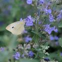 Cabbage white butterfly, Pieris rapae, nectaring on catmint. (Photo by Kathy Keatley Garvey)