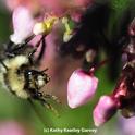A queen black-tailed bumble bee, Bombus melanopygus, heading for manzanita blossoms. (Photo by Kathy Keatley Garvey)