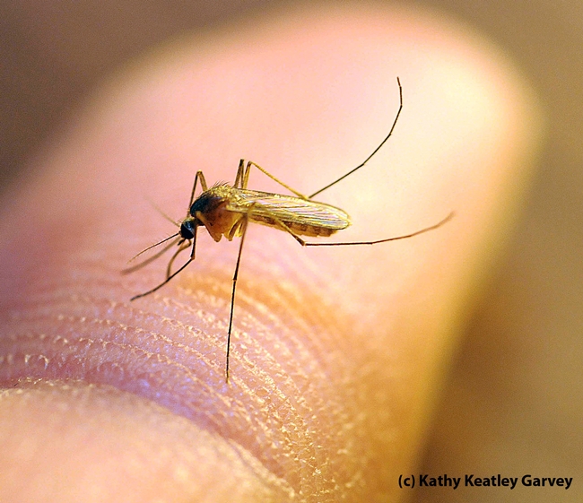 'THE BAD'--This is a Culex quinquefasciatus mosquito that transmits West Nile virus and other diseases. (Photo by Kathy Keatley Garvey)