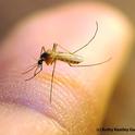 'THE BAD'--This is a Culex quinquefasciatus mosquito that transmits West Nile virus and other diseases. (Photo by Kathy Keatley Garvey)