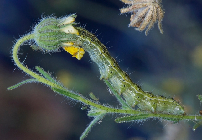 Caterpillar, Heliothodes diminutiva, feeding on tarweed flower. (Photo by Sam Beck)