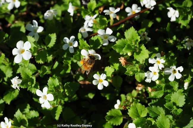 Honey bee foraging in bacopa on grounds of the Benicia Capitol State Historic Park. (Photo by Kathy Keatley Garvey)
