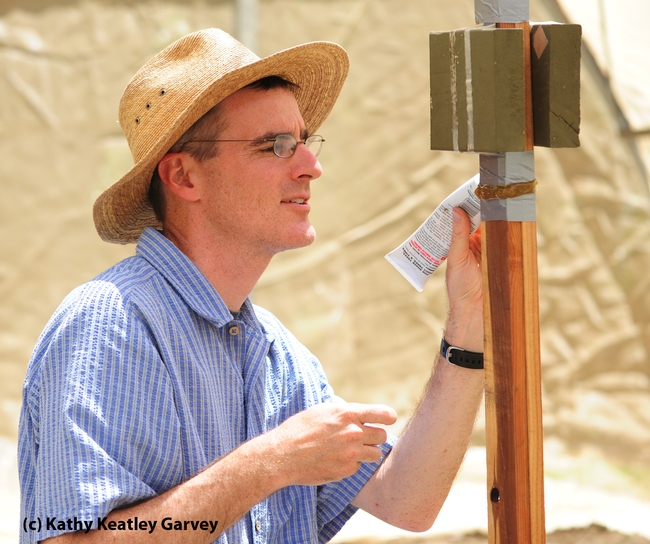 Pollination ecologist Neal Williams working on an Osmia project last summer. (Photo by Kathy Keatley Garvey)