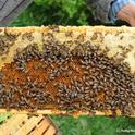 This frame shows healthy bees. (Photo by Kathy Keatley Garvey)