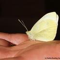 This is the cabbage white butterfly that Art Shapiro collected on President Obama's Inauguration Day, Jan. 21. (Photo by Kathy Keatley Garvey)