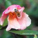 A honey bee checking out a butterfly rose. (Photo by Kathy Keatley Garvey)