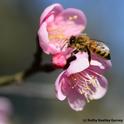 Honey bee lands on a Japanese apricot at Wickson Hall, UC Davis. (Photo by Kathy Keatley Garvey)