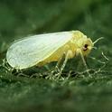 Silverleaf whitefly (Bemisia tabaci). Photo by Scott Baurer, USDA.