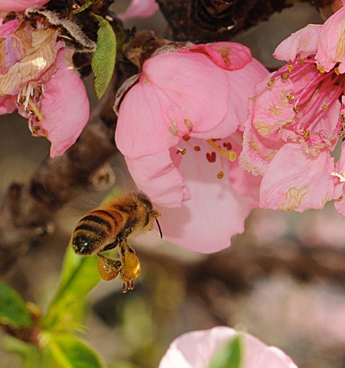 A HONEY OF A BEE, packed with pollen, heads for the nectarine blossoms. (Photo by Kathy Keatley Garvey)