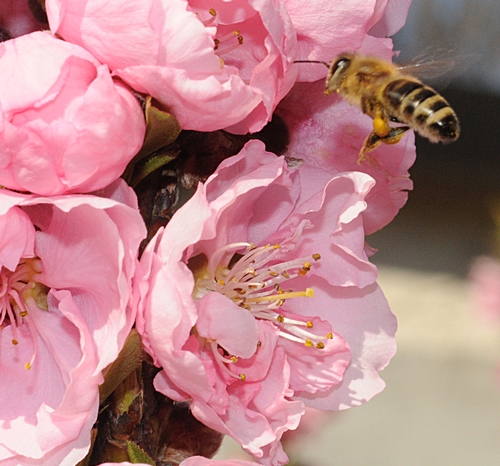 NECTAR-SEEKING honey bee singles out a nectarine blossom to visit. (Photo by Kathy Keatley Gafvey)