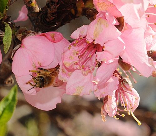 TUCKED IN--A honey bee, immersed in a nectarine blossom, positions herself for flight. (Photo by Kathy Keatley Garvey)