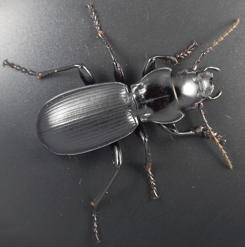 This is a photo of Pterostichus lama, which UC Berkeley scientist Kipling 