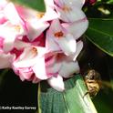 Table for one, please! A honey bee in the shadows of a daphne bloom at the Storer Garden, UC Davis. (Photo by Kathy Keatley Garvey)