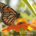 Monarch butterflly shares a Tithonia (Mexican sunflower) with a honey bee at the Haagen Dazs Honey Bee Haven, UC Davis, last summer.  (Photo by Kathy Keatley Garvey)