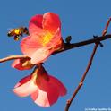 Pollen-packing honey bee cleaning her tongue as she heads for flowering quince. (Photo by Kathy Keatley Garvey)