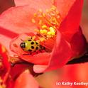 Spotted cucumber beetle inside flowering quince blossom. (Photo by Kathy Keatley Garvey)