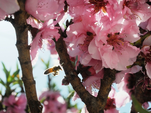 ZEROING IN--A honey bee targets a nectarine blossom. Honey bees will again be featured at the Dixon May Fair when it opens May 7 for a four-day run. The Dixon May Fair is California's longest running fair. This year marks its 134th year.(Photo by Kathy Keatley Garvey)