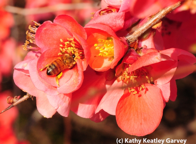 Honey bee inside flowering quince blossom. (Photo by Kathy Keatley Garvey)